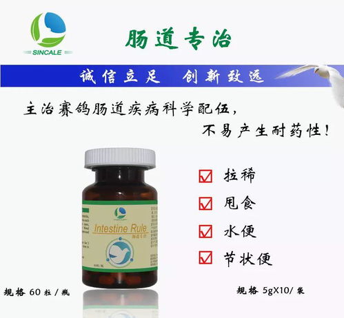 赛鸽肠道好，比赛成绩差不了——一份健康管理的用药指南